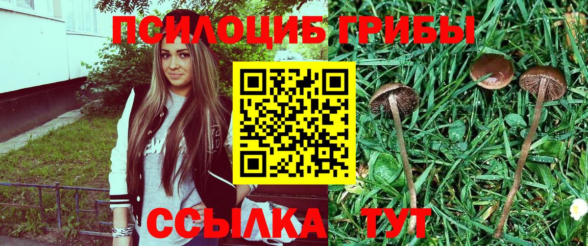 Ивантеевка  Псилоцибиновые грибы Psilocybe  Вход с VPN 